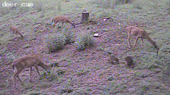 Deer