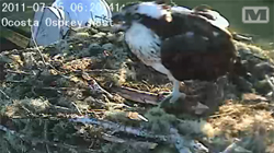 Osprey