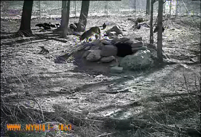nywolf.org redwolfcam1-29-12.png