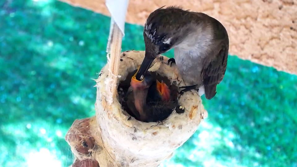 Hummingbird Nest 2020
