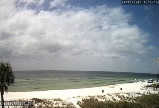 Beachroost Cam